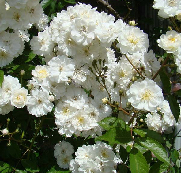 Гирлянд Д'амур (Guirlande D'amour)